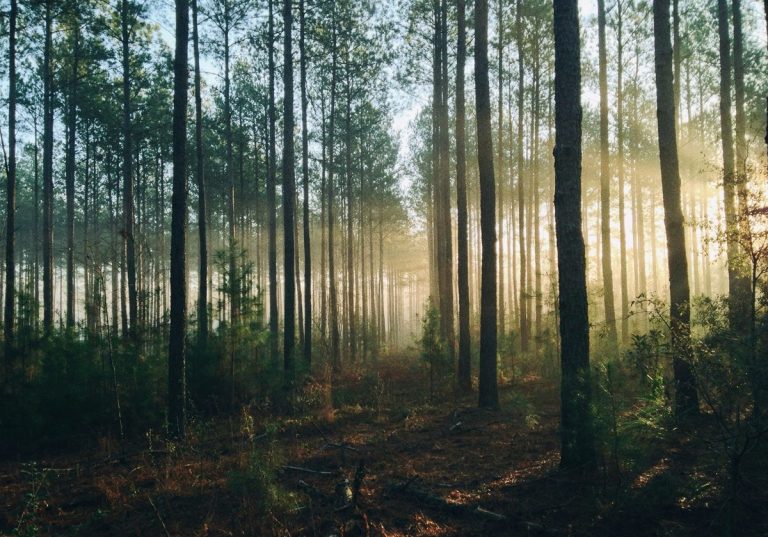 「森を切らずに稼ぐ」静岡市の挑戦…カーボンクレジットで生まれる新しい森林経済