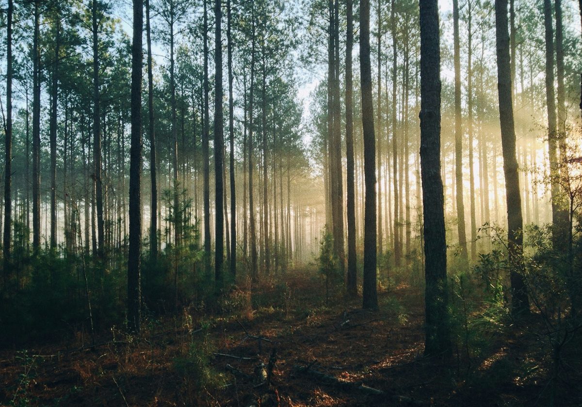 「森を切らずに稼ぐ」静岡市の挑戦…カーボンクレジットで生まれる新しい森林経済