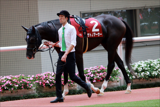 JRA栗東スタッフ「有力馬本音」激白！ サトノダイヤモンド、ケイアイノーテックらの状態に言及の画像1