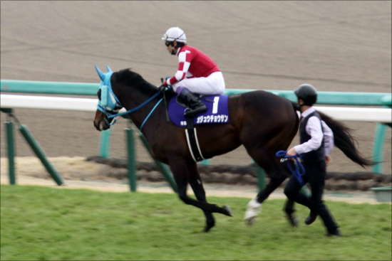 オジュウチョウサン「天皇賞・春挑戦は無謀」？ 平地か障害か......注目集める今後の動向の画像2