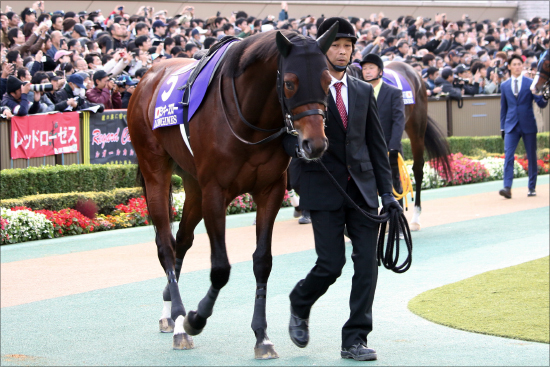JRA有馬記念（G1）武豊オジュウチョウサン「不気味」......見逃せない季節外れの桜？美浦新鮮情報てんこ盛りの画像4