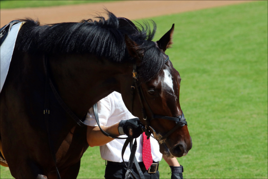 JRAジャパンC「サイン」内村航平来場で「五郎丸伝説」再び!? 最強アーモンドアイ鉄板級も、あの「超大穴馬」が急浮上！の画像2