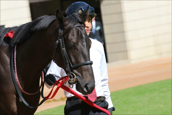 JRA「3人落馬事故」症状深刻？ 川田将雅、モレイラも落馬で「魔の開催」にの画像2