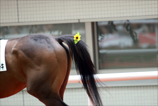 JRA「WIN5・6050円」に悲鳴のワケ......史上最低配当が示した「怖さ」と絶望？の画像2