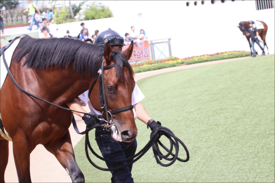 JRAスプリンターズS（G1）「香港馬」ラッキーバブルズ急浮上!? 「この馬に分がある」週末の「台風」直撃で状況激変！の画像2