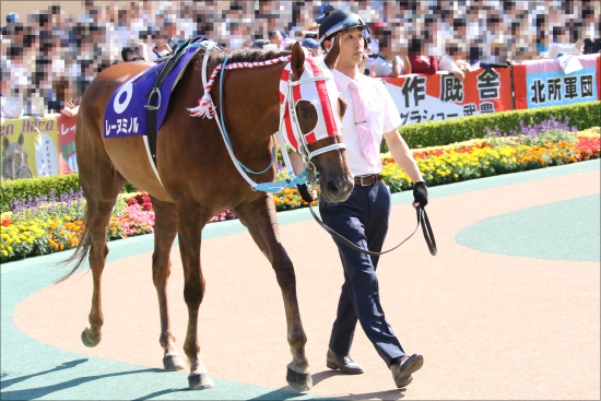 【阪神C（G2）展望】JRA「1400m王決定戦」引退レッドファルクスに安定サトノアレスらG1級メンバー集結の画像3