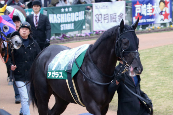 【ニュージーランドT（G2）展望】素質馬アガラス、もがくミッキーブラックの復活は？ マイル王を見据えた重要前哨戦！の画像1