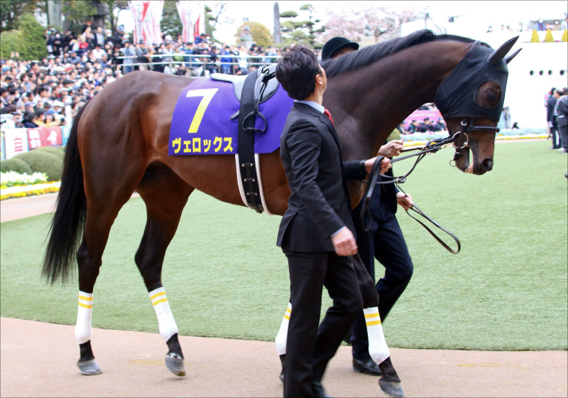 【日本ダービー（G1）展望】JRA「無敗の二冠」サートゥルナー ...