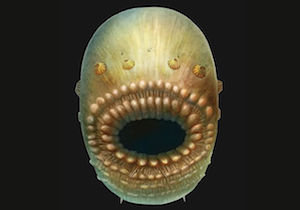「人類最古の祖先」を中国の海底で発見？ 5億4000年前の珍妙奇天烈な海洋生物の画像1