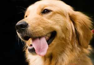 全国初！がん探知犬によるがん検診～試験管に入った尿を嗅ぎ分け判定の画像1