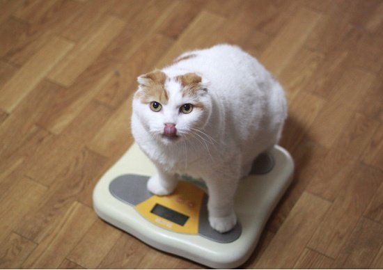 適正体重や理想体重、無意味で非科学的？日本の「肥満」の定義は厳しすぎる？の画像1