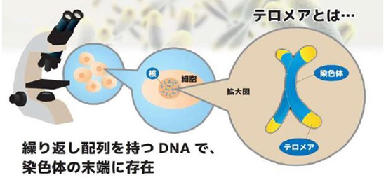 寿命を画期的に延ばす物質が発見 日本で普及始まる がん 認知症リスク低減にも期待