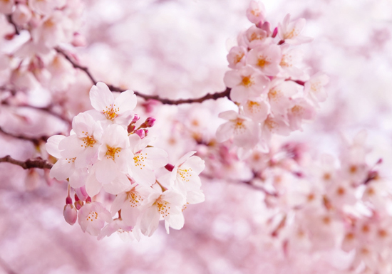 花見で桜の枝を折って「花冠」、3年以下の懲役または30万円以下の罰金もの画像1