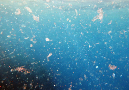 日本近海、マイクロプラスチック汚染の「ホットスポット化」…海産物汚染で人体に混入もの画像1