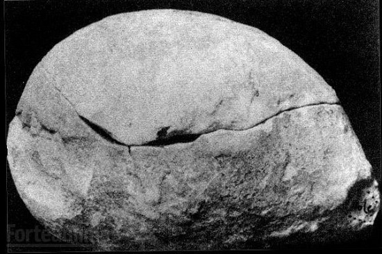 4億年前の地層の石の中から、生きたカエル見つかる…世界中で同様の事例相次ぐの画像8