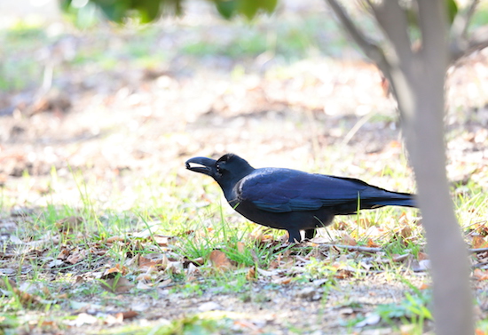 閑散としている 大丈夫か カラス不毛の地 大阪に生息地発見 ビジネスジャーナル