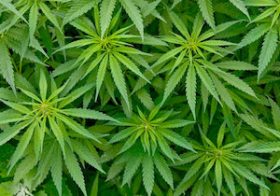 ＜高樹沙耶の大麻所持で逮捕＞で考える～「医療大麻」の可能性と「取締法」の問題点