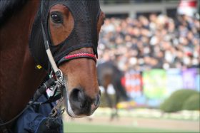 一口馬主の最新ニュース記事 まとめ ビジネスパーソン向けニュースサイトのビジネスジャーナル