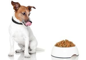 ドッグフード 発がん性の疑いある着色料使用が蔓延 イヌ 色は無関係に食べるので不要