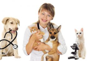 ペット用医療が大幅進化、イヌ・ネコが長寿命化…再生医療やがん免疫細胞治療まで