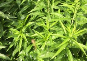 フリーダムすぎてヤバい！ 北海道の大麻事情