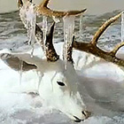 飛び跳ねた瞬間に凍結したカエル！　凍ってしまった動物たちの写真が、残酷も美しい