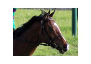 蛯名正義騎手 デビュー30年でダービー制覇の 時は満ちた ディーマジェスティを巡る後輩騎手の 願い とチャンス Gj