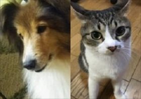 イヌ・ネコに美輪明宏「ヨイトマケ」を聴かせた結果…！ 奇跡の美輪効果が明らかに!?