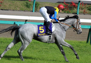 マウントロブソン復活勝利も 強い ではなく 可愛い の声殺到 競馬界の シルバニアファミリー の異名を誇るイケメンホースが超人気 Gj