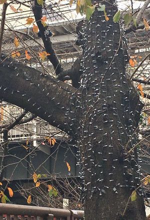 中目黒の桜を 寄生虫 未確認生物 が侵食 怖がり編集長が思わずギョッとした怪現象の正体 Gj編集長の独り言 Gj