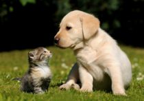 ペット用犬を狭いケージで糞尿処理せず乱繁殖 ショップで売れ残り