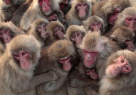 アップル、ただの猿マネ企業？中国のディズニー「パクリ」テーマパークは極めて優れている