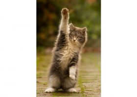 森星の悪評…恋人とハワイ旅行でロケすっぽかし番組クビ、セレブ一家の威光利用