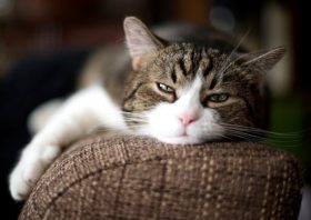 小さな巨人の最新ニュース記事 まとめ ビジネスパーソン向けニュースサイトのビジネスジャーナル