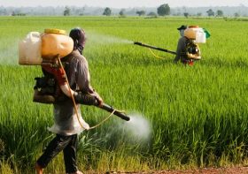 農産物への抗生物質散布が野放し…薬剤耐性菌が増殖、死亡者ががん上回るペース