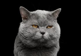 宮崎あおい、結婚発表直前に岡田准一の元カノと共演で「不機嫌事件」