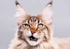 ジャニーズ、『紅白』リハで異常な光景…グループ間格差が露呈、謎の出演者選び