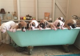 風邪時の危ない風呂の入り方…私が孫にワクチン接種させない理由