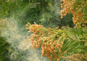 花粉症の恐ろしい話…インフルエンザに罹りやすく、最悪の状態に？