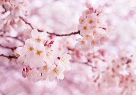 花見で桜の枝を折って「花冠」、3年以下の懲役または30万円以下の罰金も
