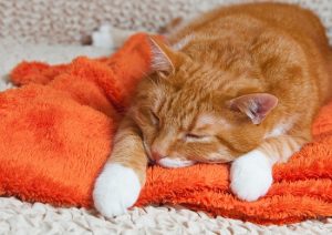 半分 青い Nhkなのに雑すぎな脚本 あり得ない脚本家の ネタバレ ツイートが波紋