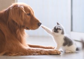 マギー、不倫疑惑“隠蔽”工作か