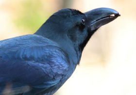 “カラス不毛の地”大阪に大量の生息地発見！大阪市立長居公園“もぎり取られた枝”の怪奇