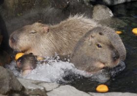 伊豆シャボテン公園で不可解な乗っ取り騒動勃発？あの大火災で有罪確定の人物が関与？