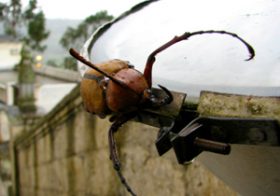 カブトムシの恐怖　違法輸入＆飼育で食道にカビ…異種交配で未知のウイルス発生の危険