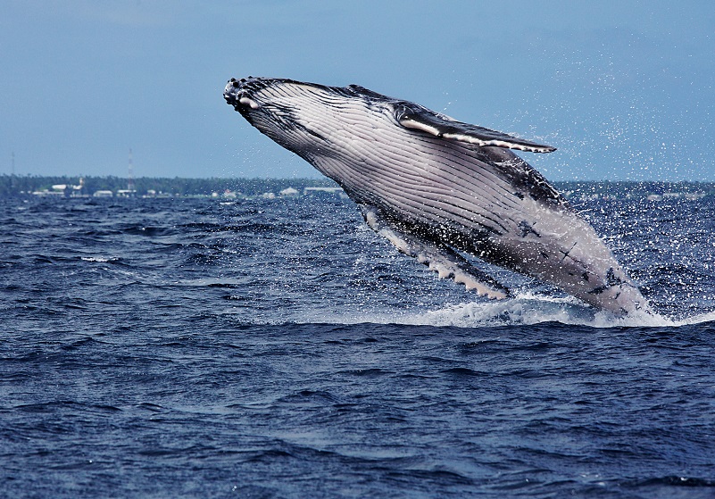 巨大なクジラの死体が東京湾を漂流！海上保安庁が注意喚起！生態系に異常か？の画像1