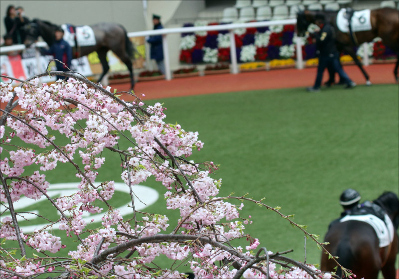 JRA桜花賞（G1）「強い！」デアリングタクトが新女王！ 松山弘平「『この馬なら届く』と信じてた」武豊レシステンシアは2着の画像1
