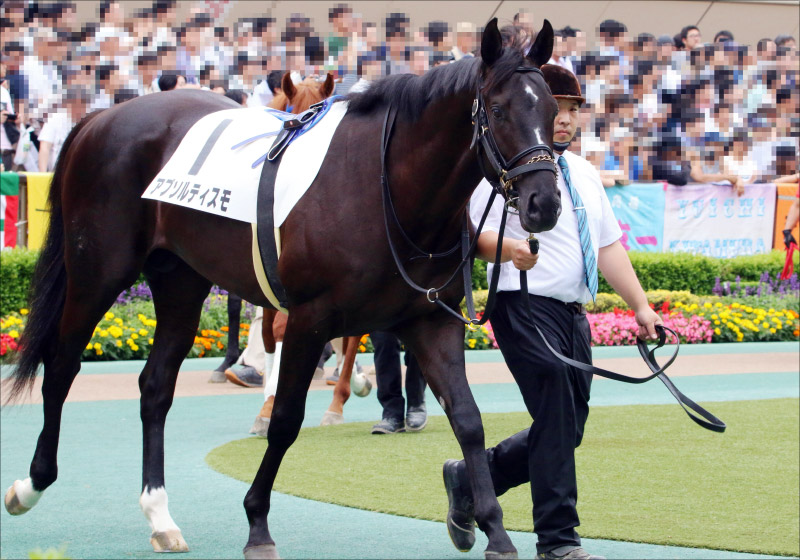 Jraサウジアラビアrc G3 2強 万全情報 サリオスvsアブソルティスモから 美味しい馬券 を現場情報で構築 Gj