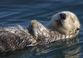 西野亮廣、講演で田村淳をコケに？「クラファ頓挫」「タレントは嘘つかないといけない」