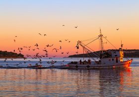 中国漁船、日本近海で違法乱獲、イカ漁獲量激減で価格高騰…水産庁は日本漁船に退去指示